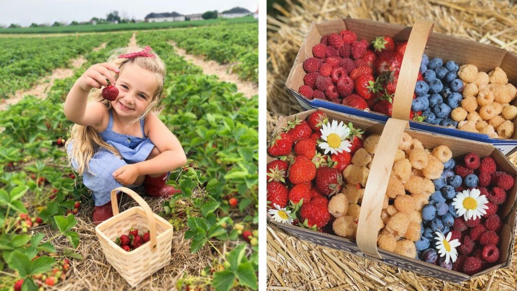 8 Farms To Pick Fresh Fruit From Near Toronto This Season Liquor   8 Farms To Pick Fresh Fruit From Near Toronto This Season 62c57ba973f9a 1024x576 