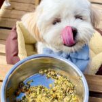 Culinary treats for discriminating dogs (and their owners)